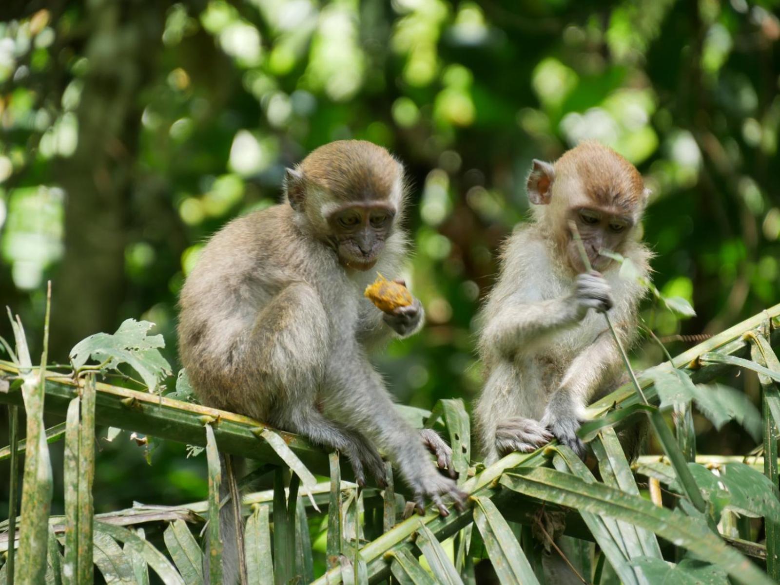 Sama Sama Homestay & Trekking Only Stay Here Book Trekking And Transport With Us Bukit Lawang Dış mekan fotoğraf