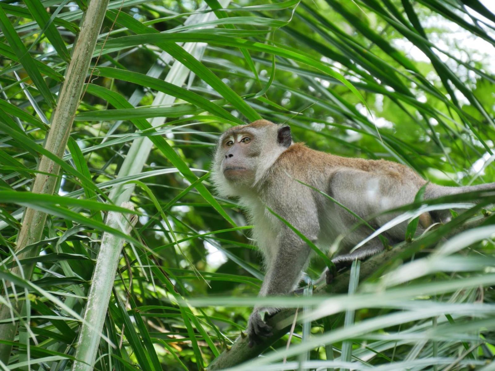 Sama Sama Homestay & Trekking Only Stay Here Book Trekking And Transport With Us Bukit Lawang Dış mekan fotoğraf
