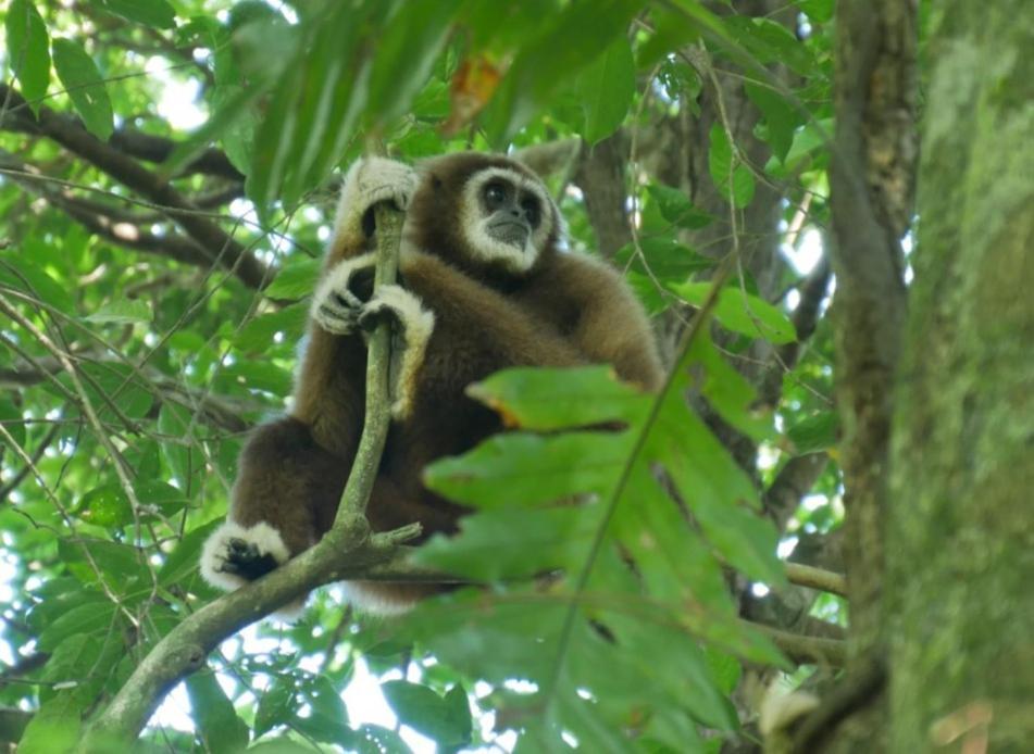 Sama Sama Homestay & Trekking Only Stay Here Book Trekking And Transport With Us Bukit Lawang Dış mekan fotoğraf