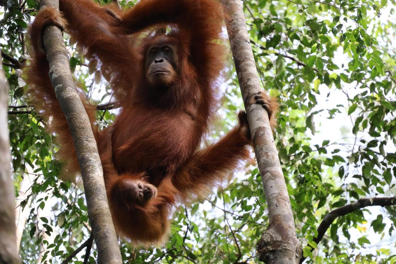 Sama Sama Homestay & Trekking Only Stay Here Book Trekking And Transport With Us Bukit Lawang Dış mekan fotoğraf