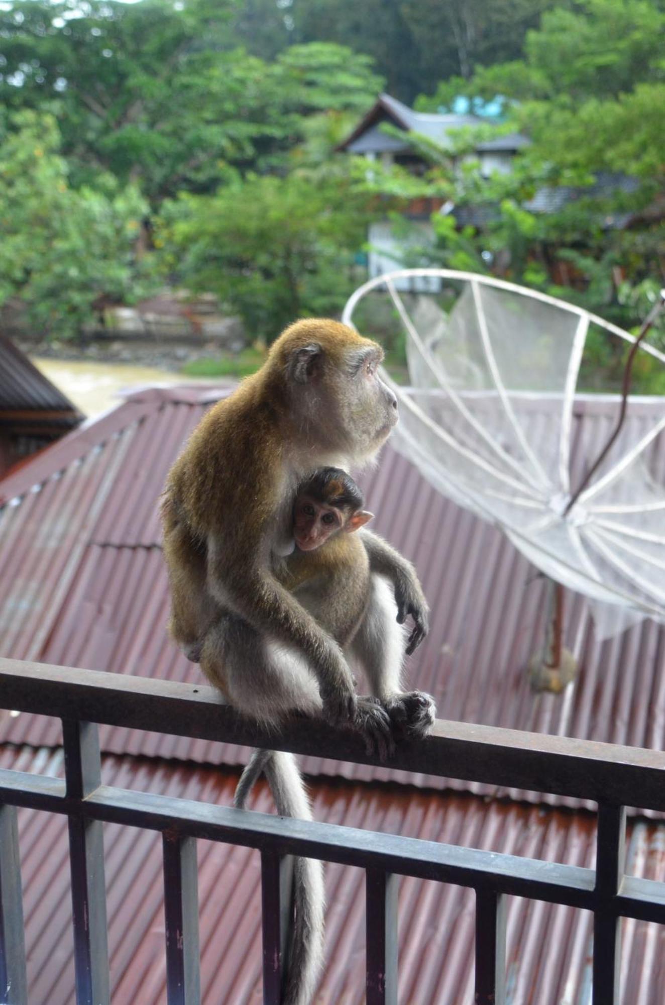Sama Sama Homestay & Trekking Only Stay Here Book Trekking And Transport With Us Bukit Lawang Dış mekan fotoğraf