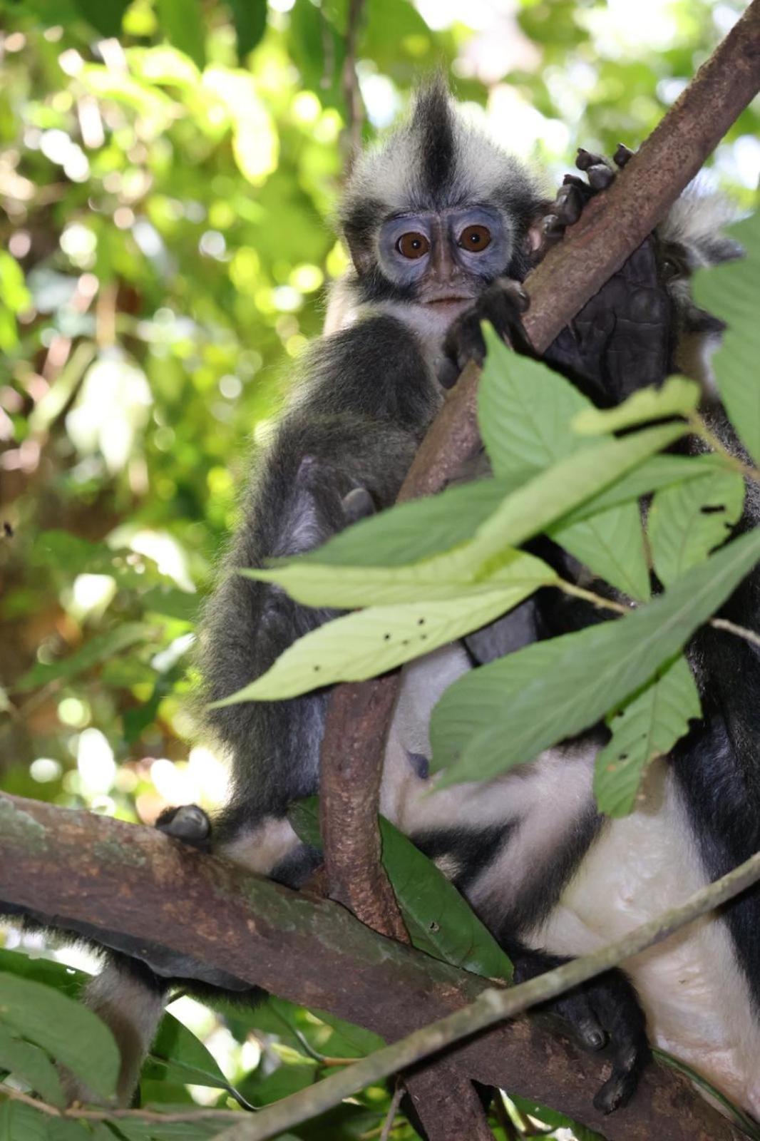 Sama Sama Homestay & Trekking Only Stay Here Book Trekking And Transport With Us Bukit Lawang Dış mekan fotoğraf