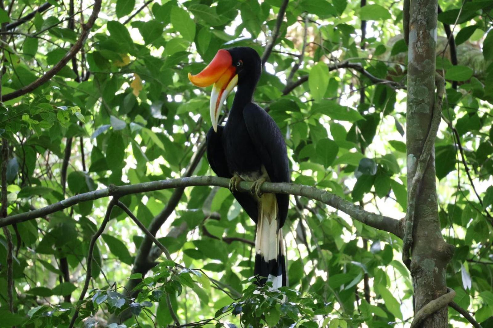 Sama Sama Homestay & Trekking Only Stay Here Book Trekking And Transport With Us Bukit Lawang Dış mekan fotoğraf