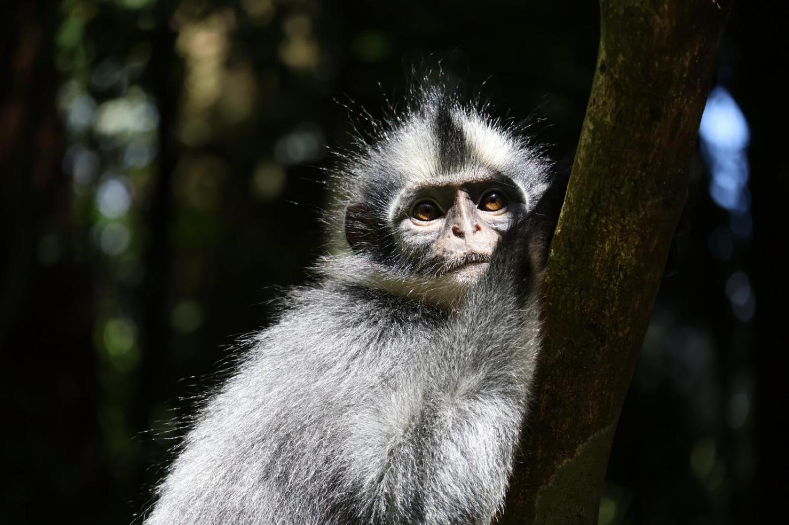Sama Sama Homestay & Trekking Only Stay Here Book Trekking And Transport With Us Bukit Lawang Dış mekan fotoğraf