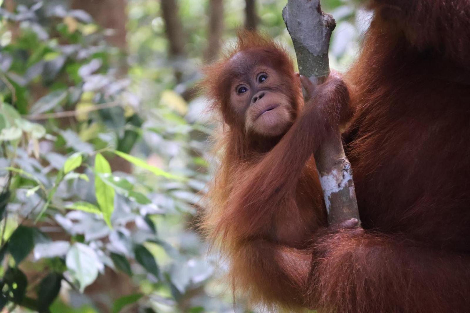 Sama Sama Homestay & Trekking Only Stay Here Book Trekking And Transport With Us Bukit Lawang Dış mekan fotoğraf