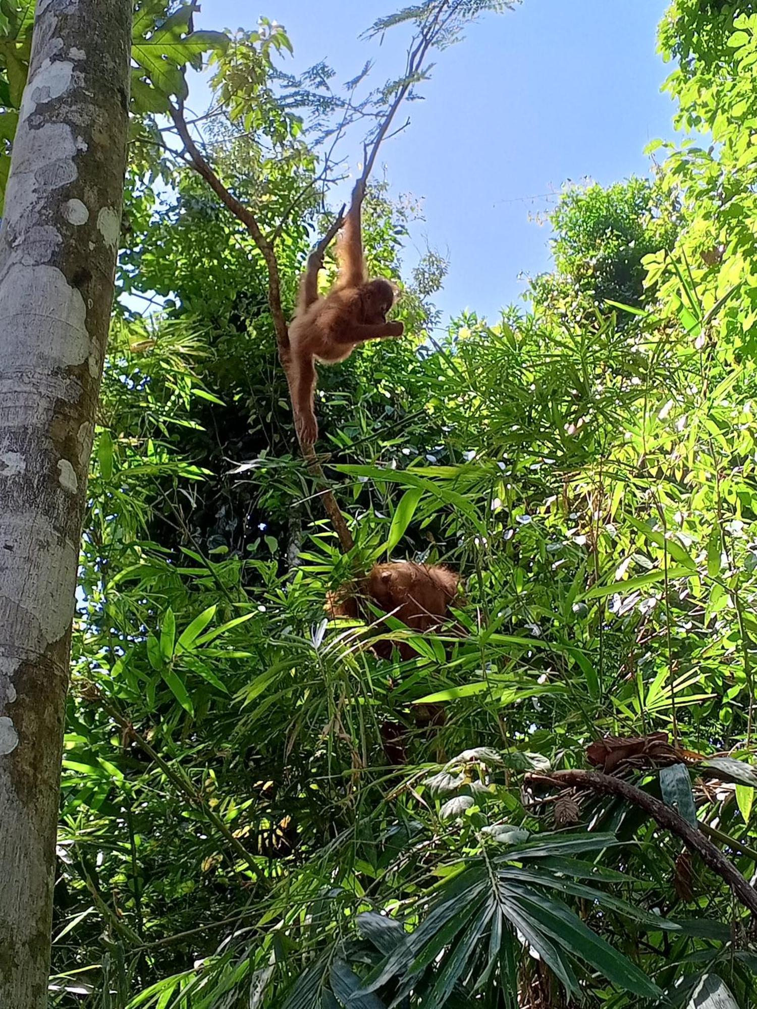 Sama Sama Homestay & Trekking Only Stay Here Book Trekking And Transport With Us Bukit Lawang Dış mekan fotoğraf