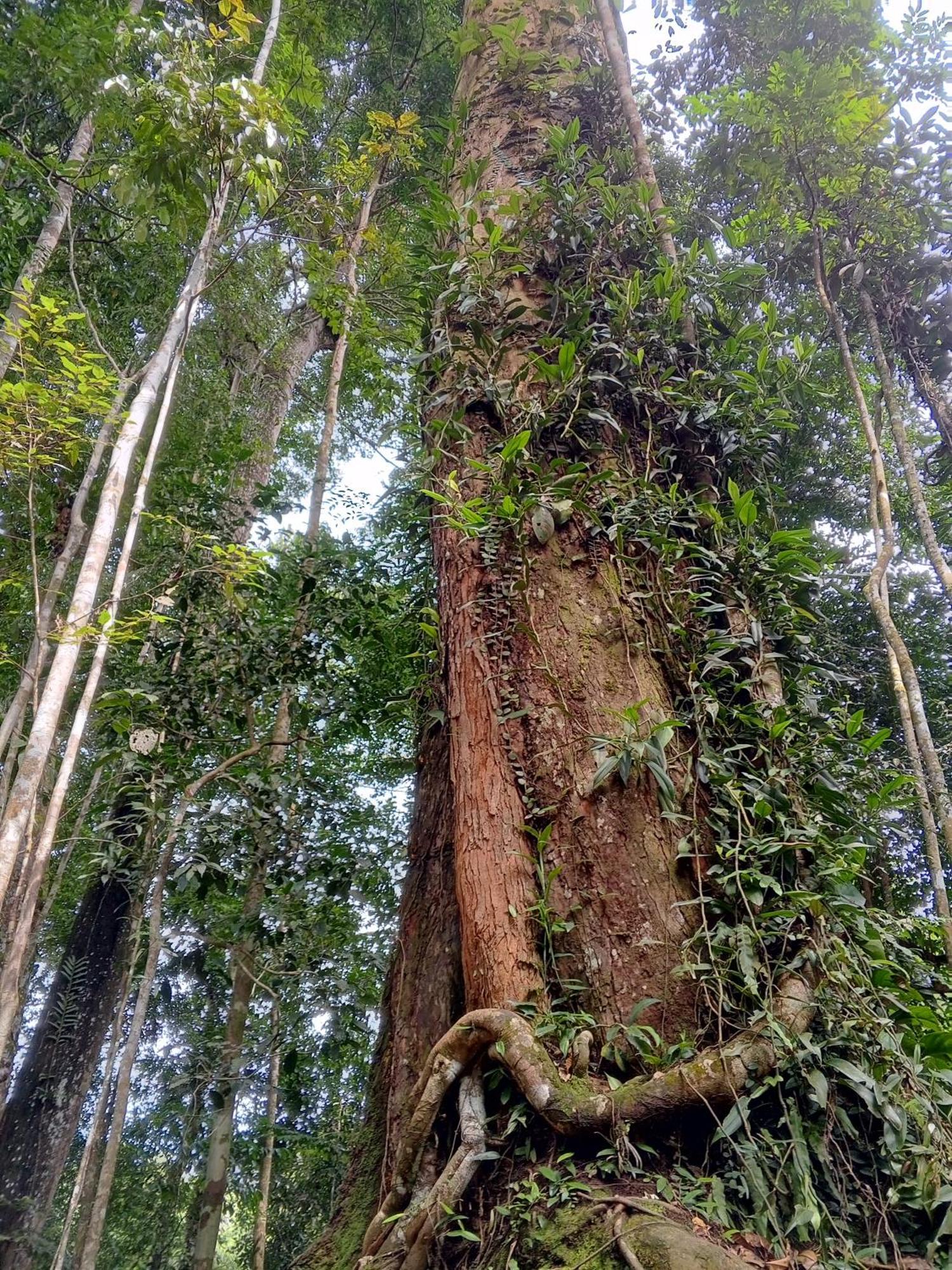 Sama Sama Homestay & Trekking Only Stay Here Book Trekking And Transport With Us Bukit Lawang Dış mekan fotoğraf