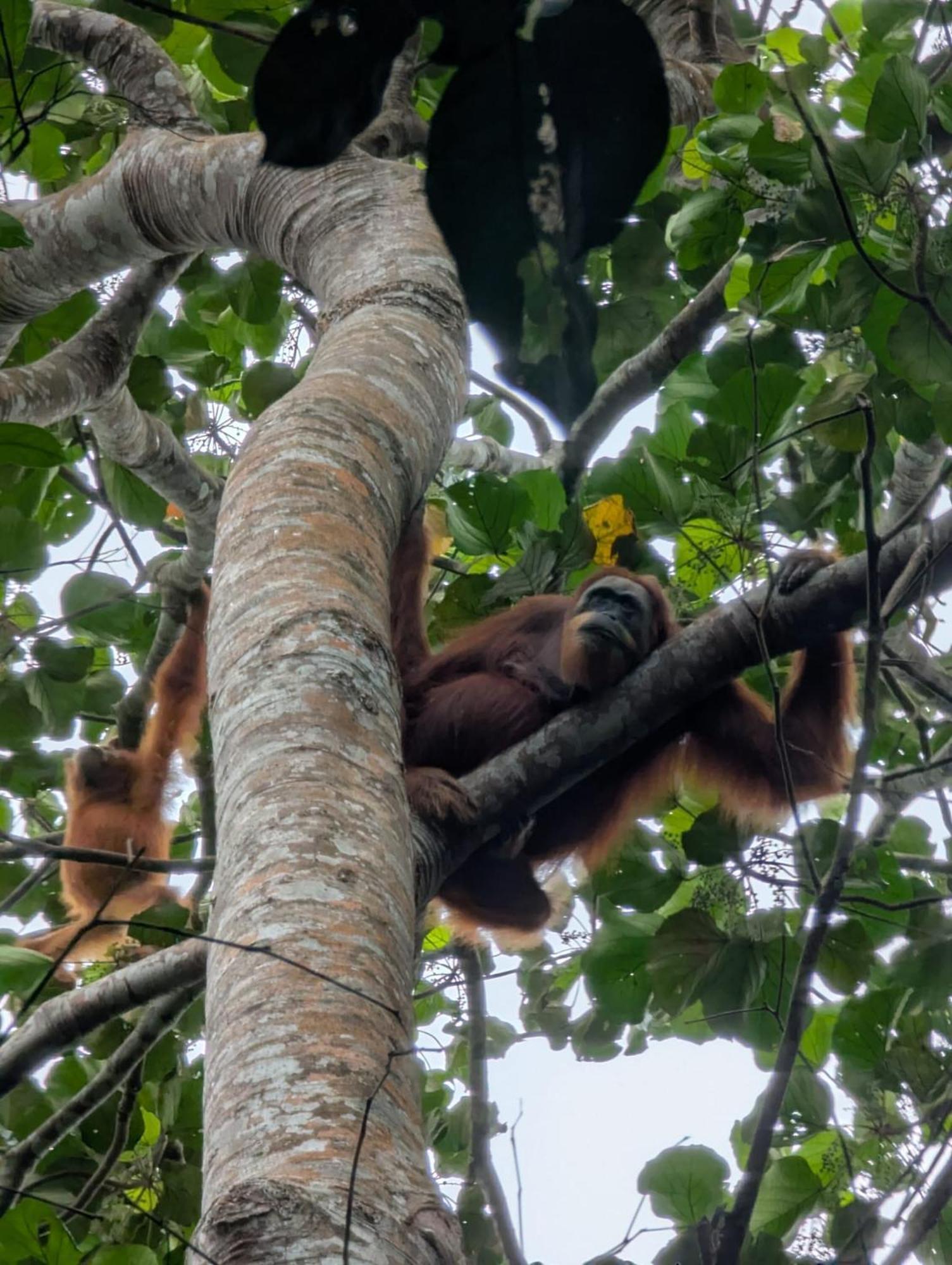 Sama Sama Homestay & Trekking Only Stay Here Book Trekking And Transport With Us Bukit Lawang Dış mekan fotoğraf