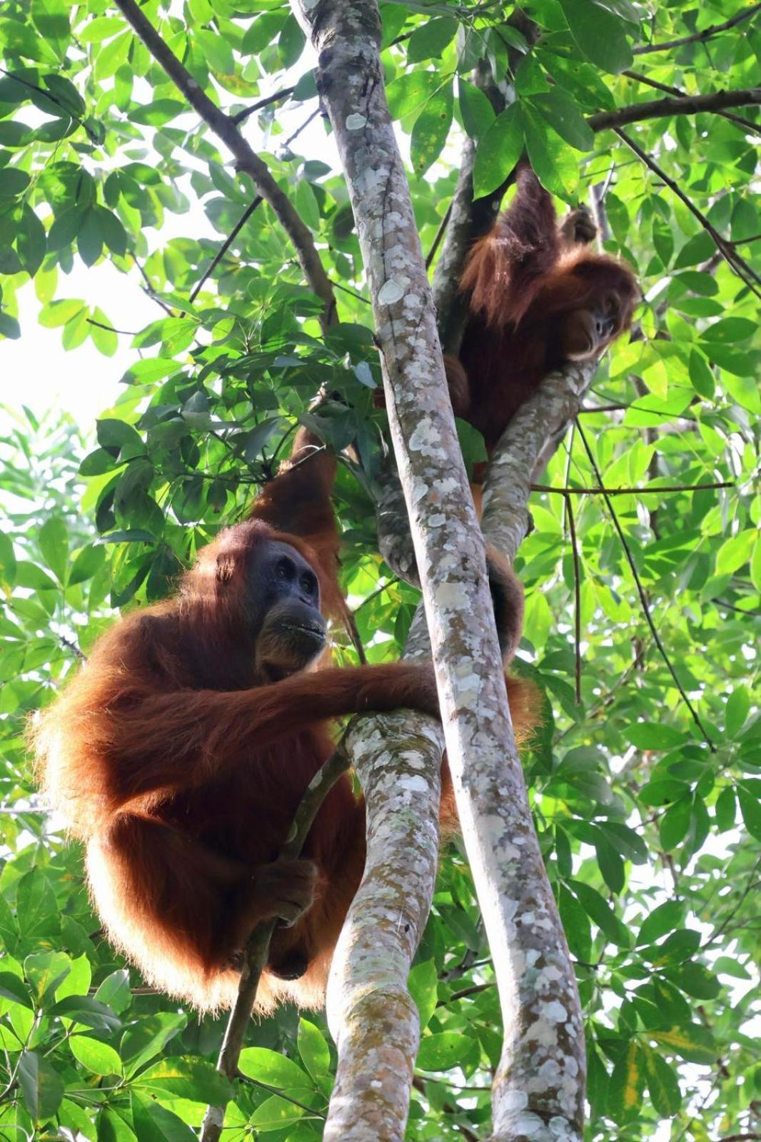 Sama Sama Homestay & Trekking Only Stay Here Book Trekking And Transport With Us Bukit Lawang Dış mekan fotoğraf