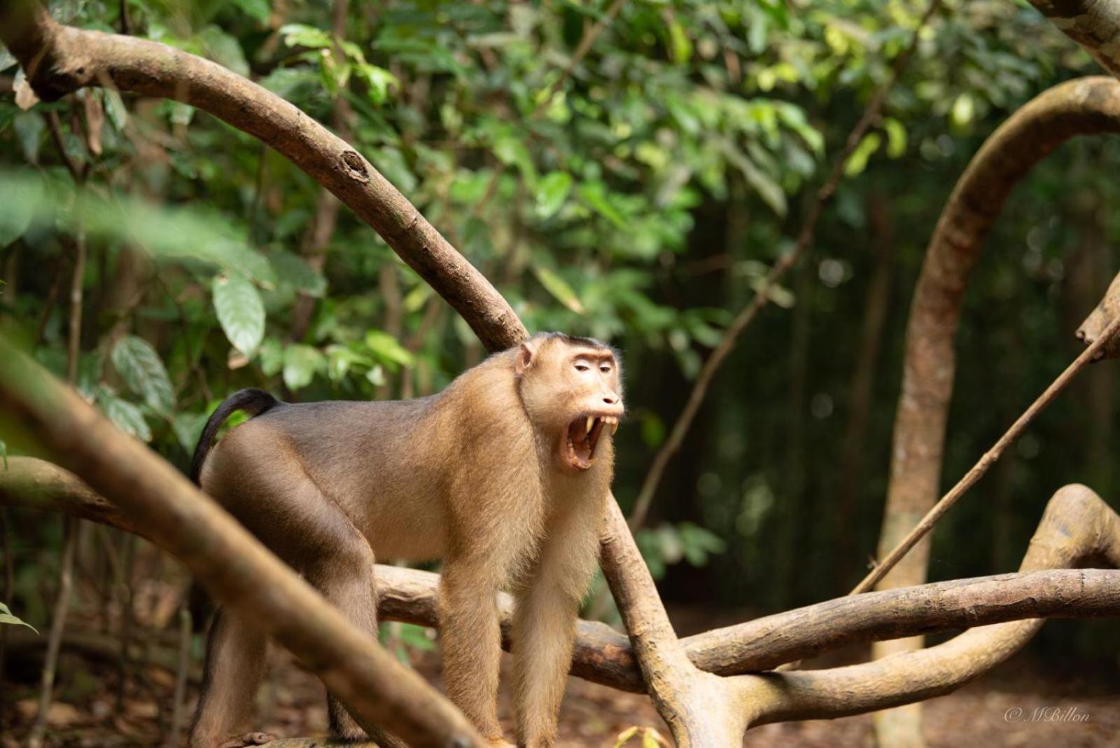 Sama Sama Homestay & Trekking Only Stay Here Book Trekking And Transport With Us Bukit Lawang Dış mekan fotoğraf